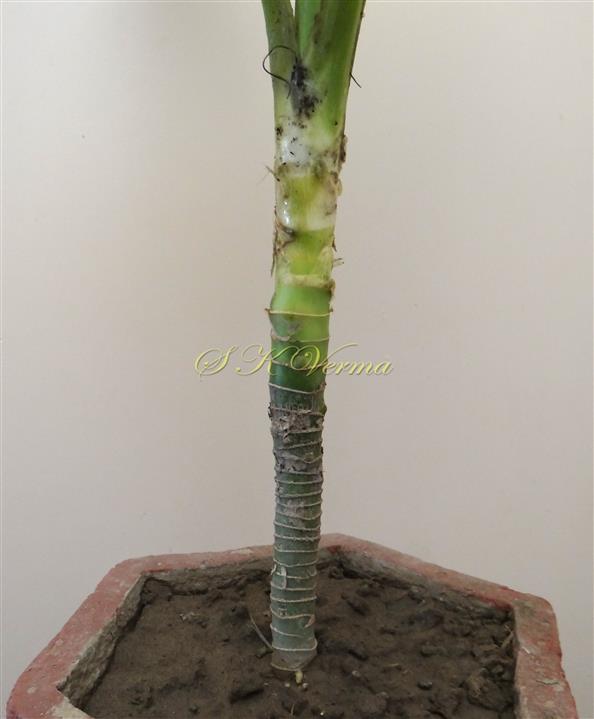  Stem